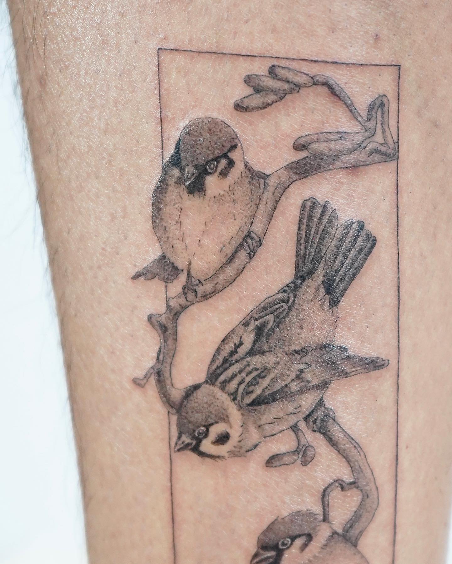 Tatuaje de ave en antebrazo, línea fina Sinkply Madrid