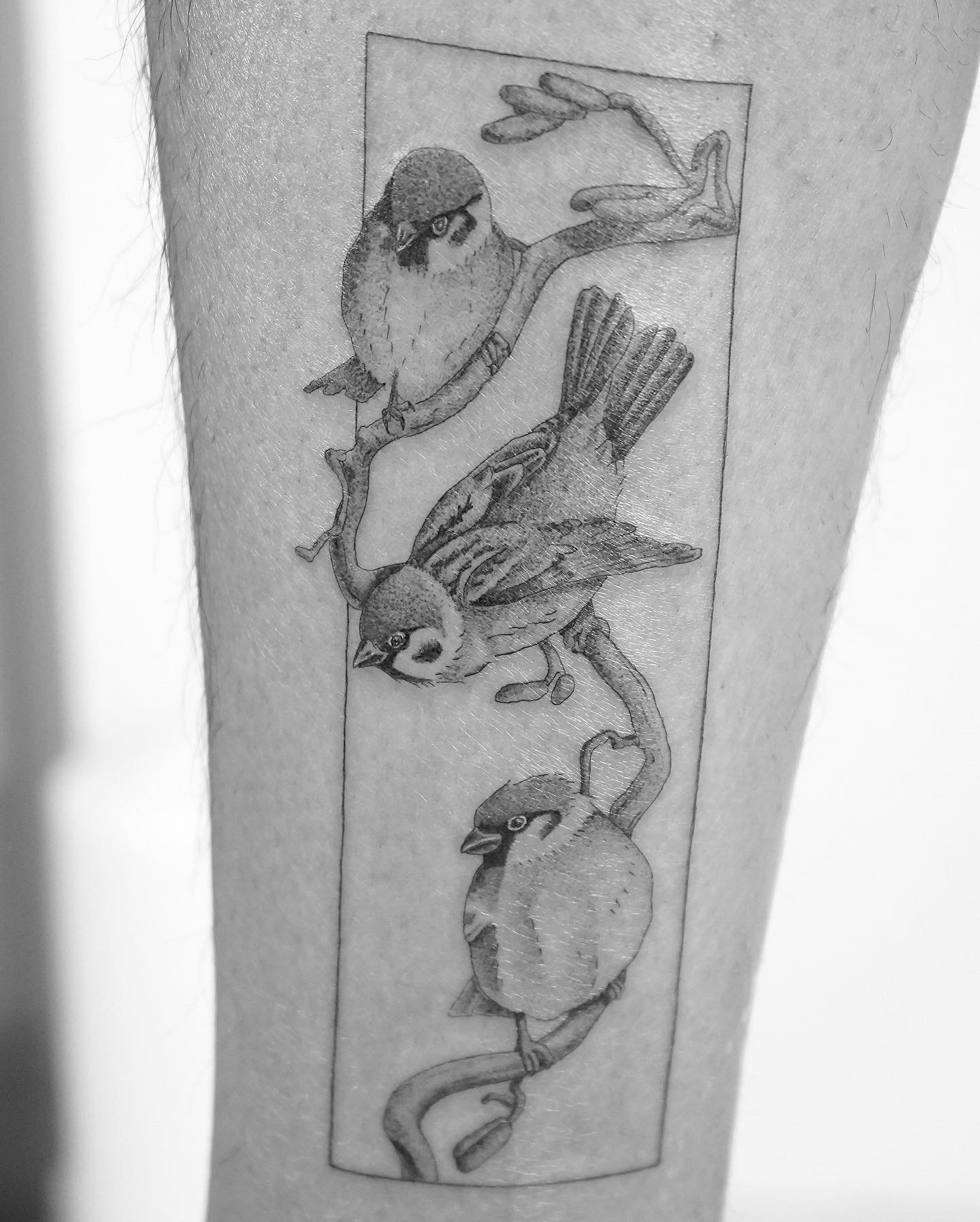 Tatuaje de ave en antebrazo, línea fina Sinkply Madrid