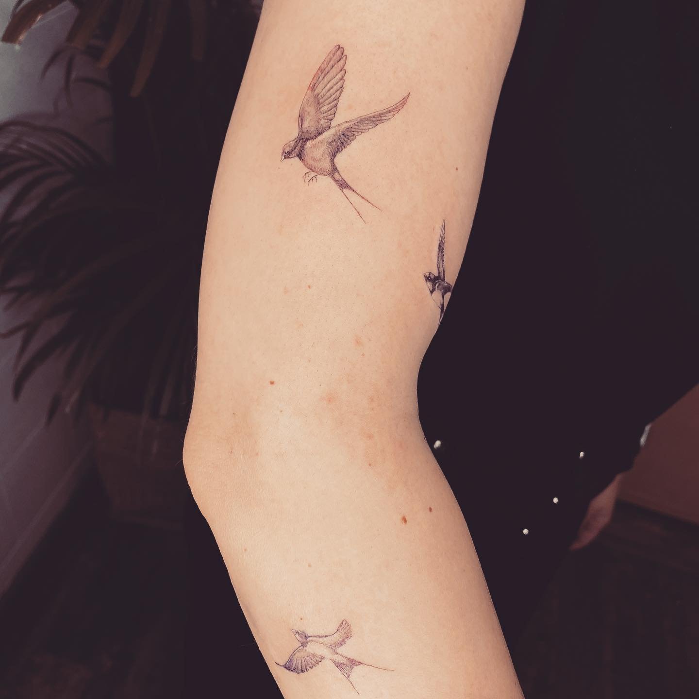 Tatuaje de ave en antebrazo, línea fina Sinkply Madrid
