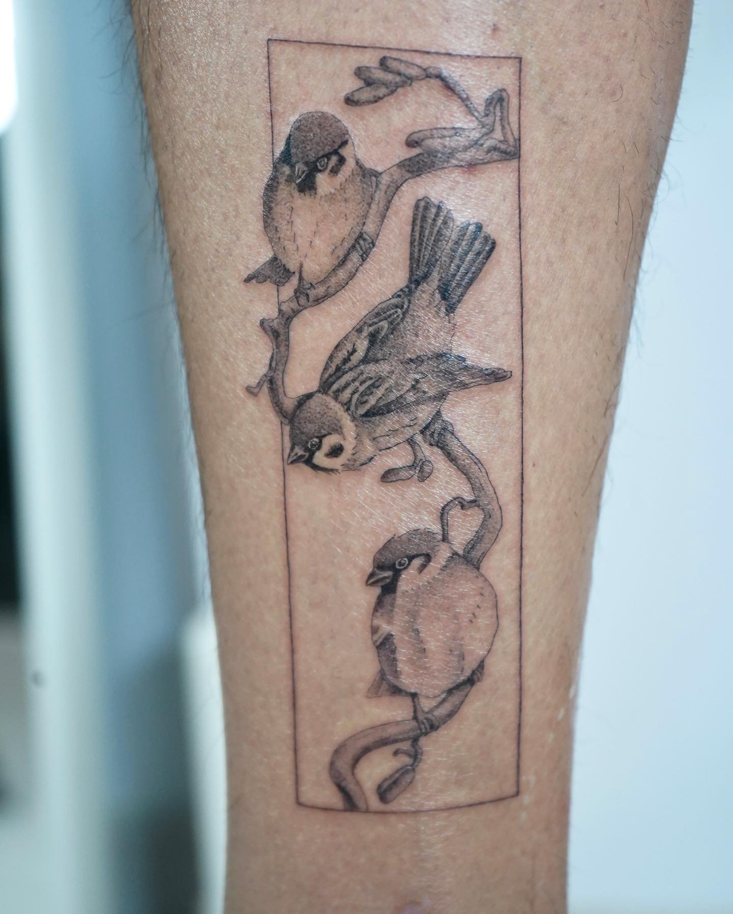 Tatuaje de ave en antebrazo, línea fina Sinkply Madrid