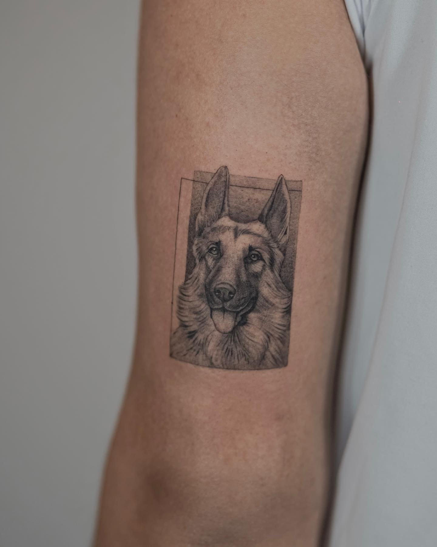 Tatuaje de pet en oreja, línea fina Sinkply Madrid