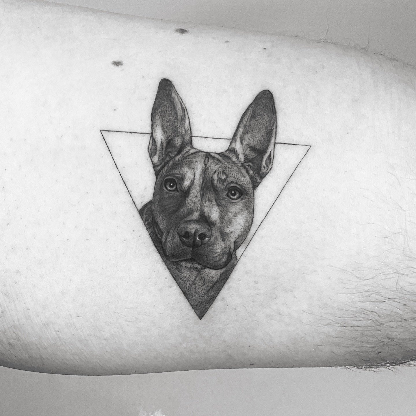 Tatuaje de pet en oreja, línea fina Sinkply Madrid