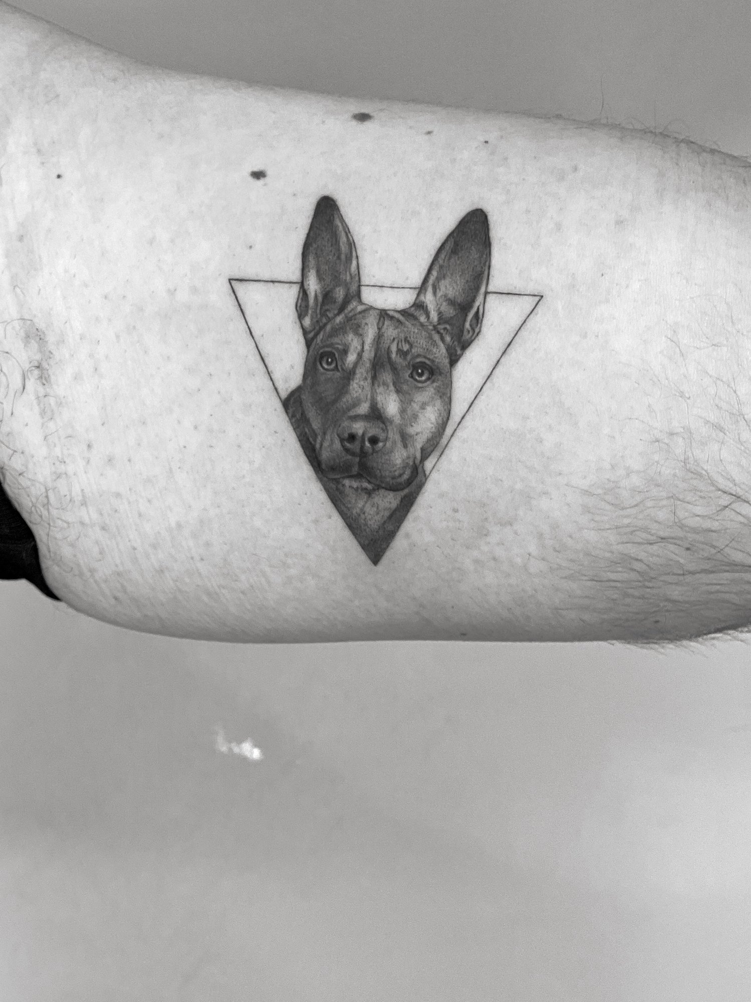 Tatuaje de perro realista en zona desconocida, línea fina