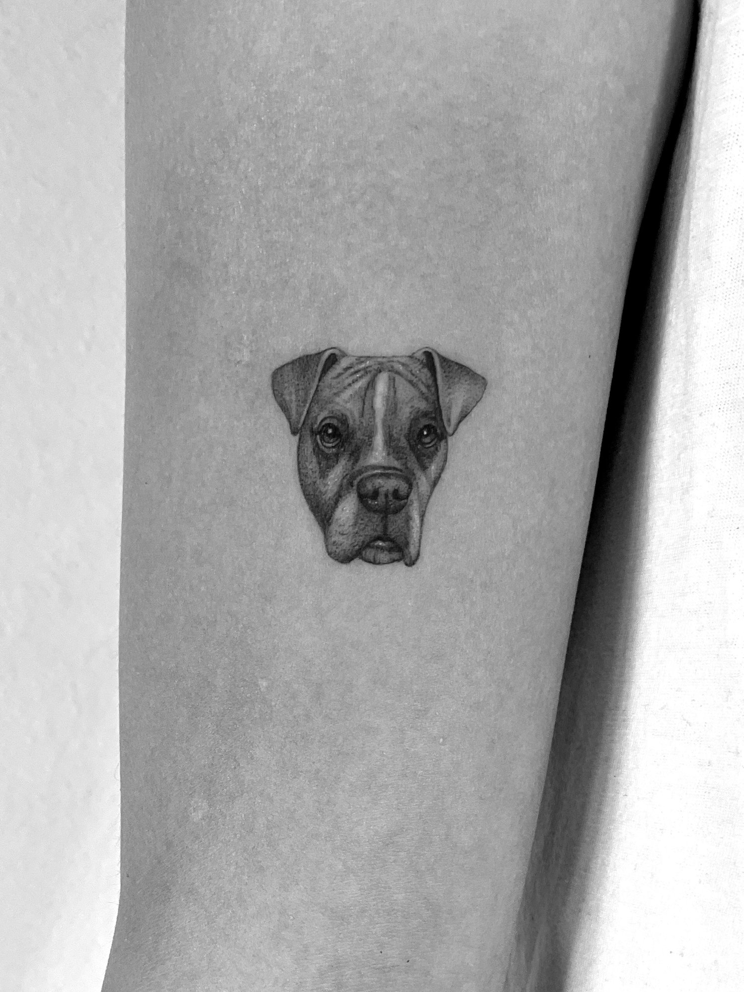 Tatuaje de retrato realista perro boxer en antebrazo, línea fina