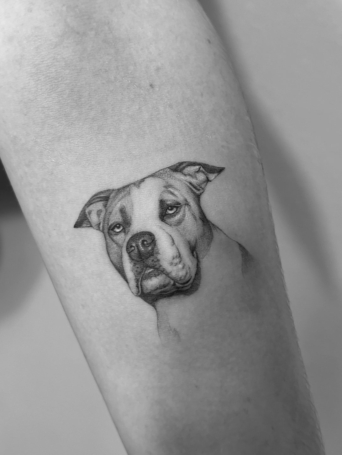 Tatuaje de retrato realista perro pitbull en antebrazo, línea fina