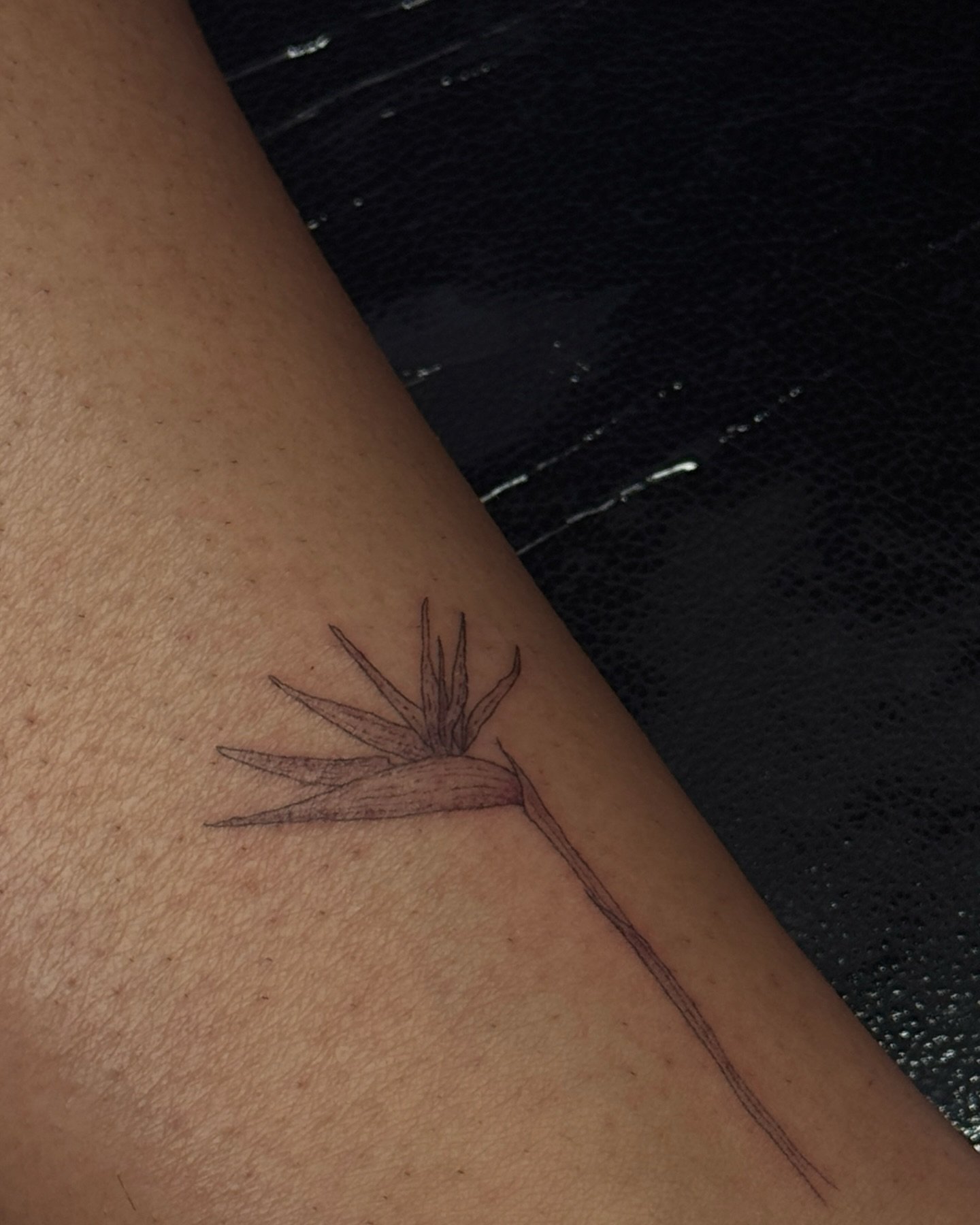 Tatuaje de flor en antebrazo, línea fina Sinkply Madrid