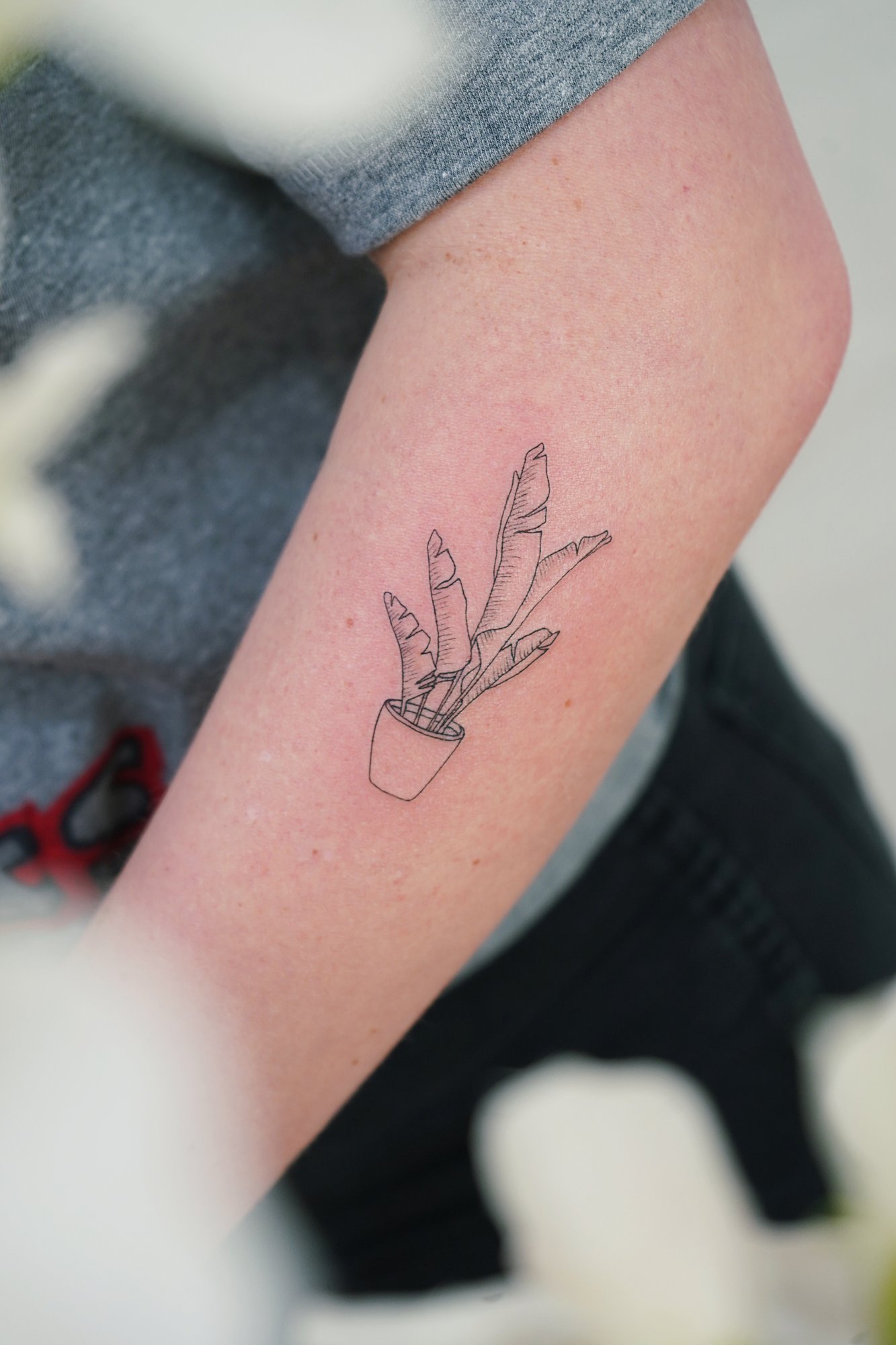 Tatuaje de planta maceta en brazo, línea fina